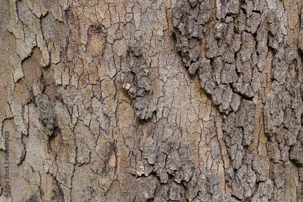 Relief texture of the bark. Panoramic texture photo. Relief texture of the bark. Panoramic texture photo.