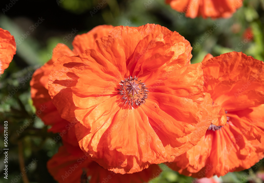 A close-up with an oriental poppy flower A close-up with an oriental poppy flower