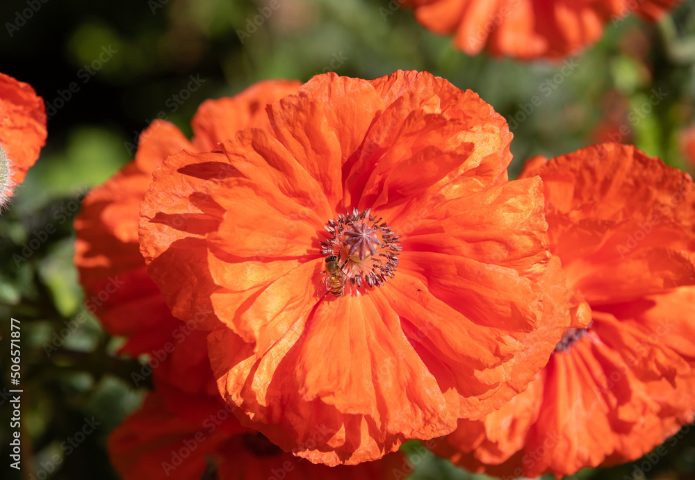 A close-up with an Oriental Poppy flower A close-up with an Oriental Poppy flower