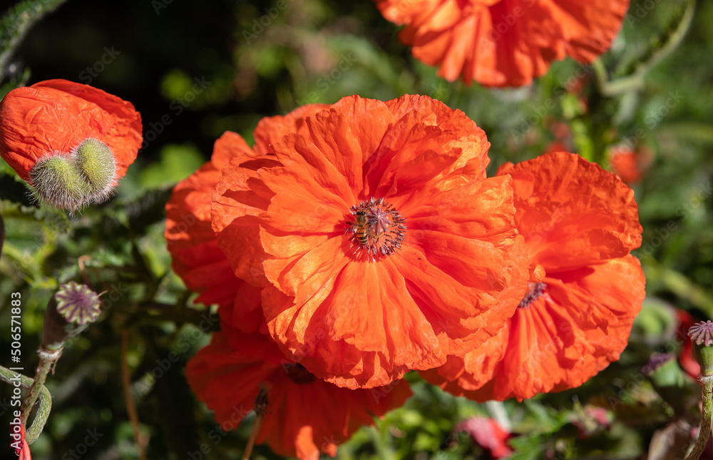 A close-up with Oriental Poppy Flower (papaver Orientale) A close-up with Oriental Poppy Flower (papaver Orientale)