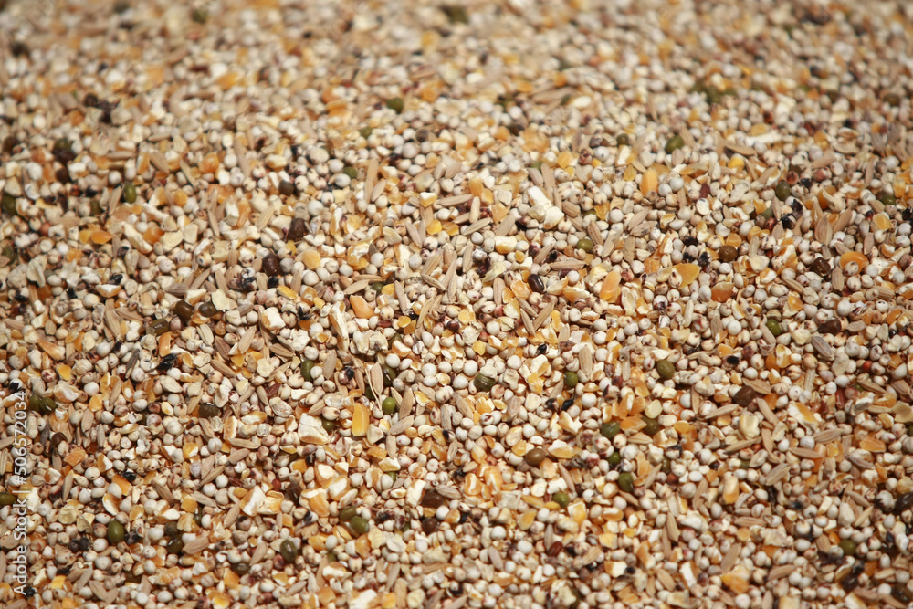 Mixed seeds food for bird texture background Mixed seeds food for bird texture background