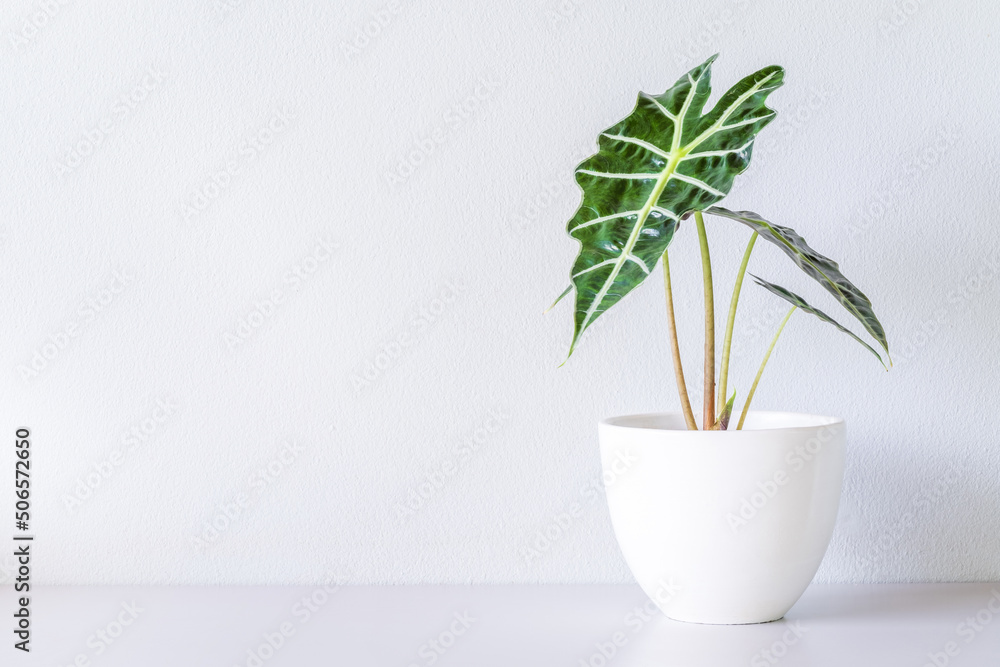 Alocasia sanderiana Bull or Alocasia Plant in white ceramic pot isolated on white background. Alocasia sanderiana bull with large green leaves air purifier plant indoor, living room Alocasia sanderiana Bull or Alocasia Plant in white ceramic pot isolated on white background. Alocasia sanderiana bull with large green leaves air purifier plant indoor, living room