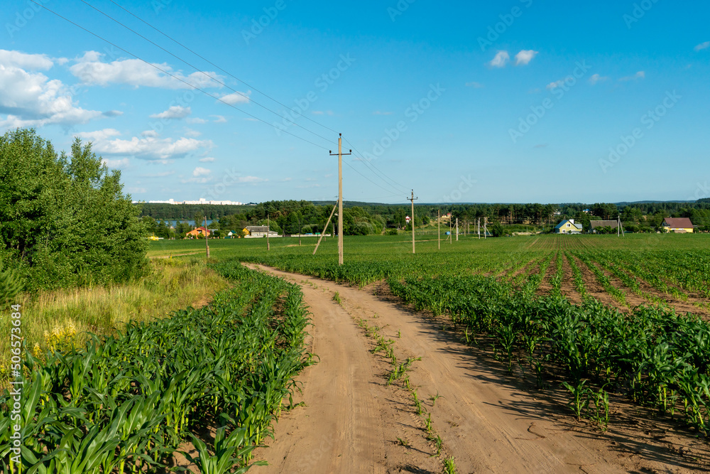 A dirt road in a field with wheat in the summer against the background of clouds. Outdoor recreation away from the hustle and bustle of the city. A dirt road in a field with wheat in the summer against the background of clouds. Outdoor recreation away from the hustle and bustle of the city.