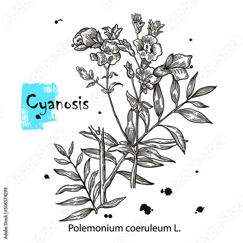 Vector hand drawn herb. Botanical plant illustration. Vintage medicinal herb sketch. Cyanosis