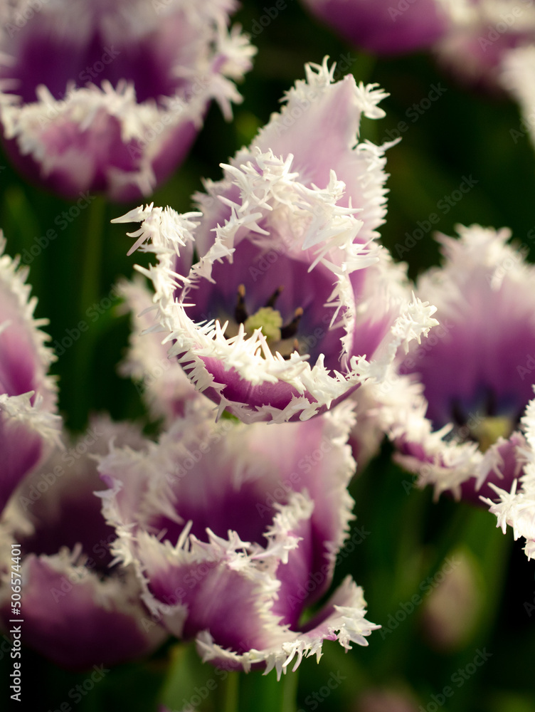 Obraz premium Beautiful purple tulip flower in nature.