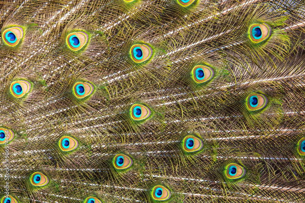 Obraz premium Multicolored peacock feathers as a background.