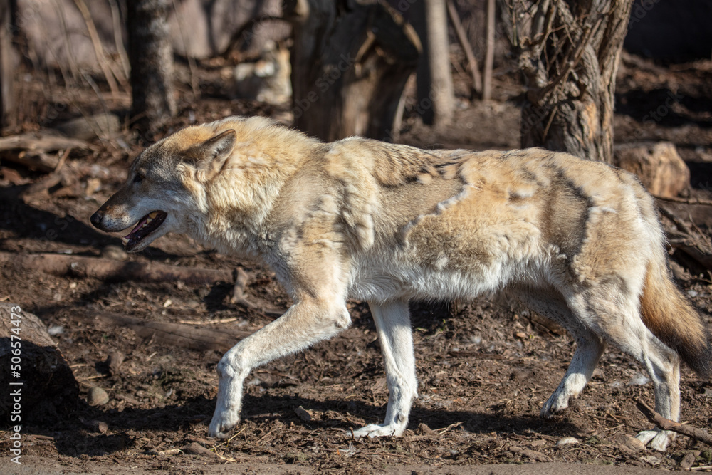 Fototapeta premium Wolf in the park in early spring.