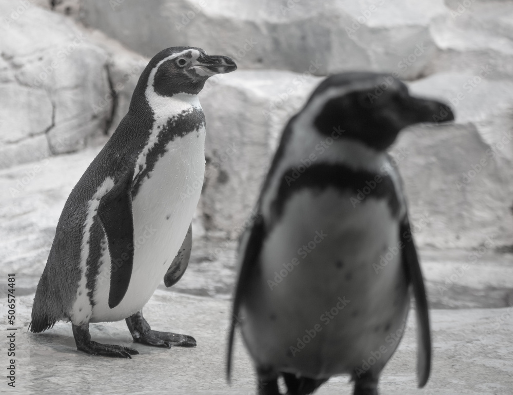 Fototapeta premium Portrait of a penguin in the park.