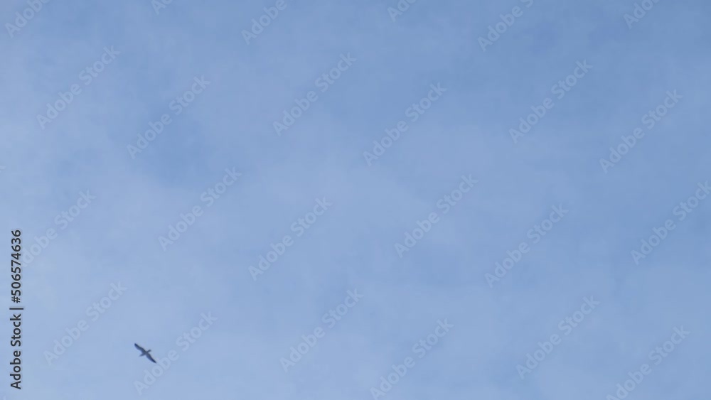A seagull is flying high in the blue sky. A strong side wind blows the birds away. One bird is circling in the clear sky. The concept of freedom of flight in zero gravity. Shooting from the bottom up. A seagull is flying high in the blue sky. A strong side wind blows the birds away. One bird is circling in the clear sky. The concept of freedom of flight in zero gravity. Shooting from the bottom up.