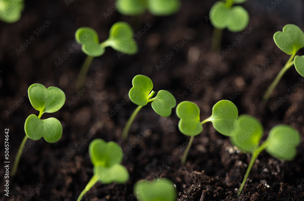 Small green sprouts of seedlings in the ground Small green sprouts of seedlings in the ground