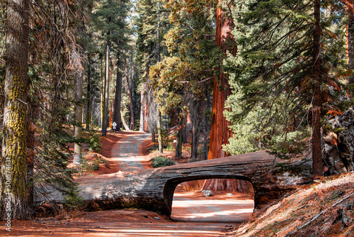 Beautiful shot of Tunnel Log located in Sequoia National Park with tall trees