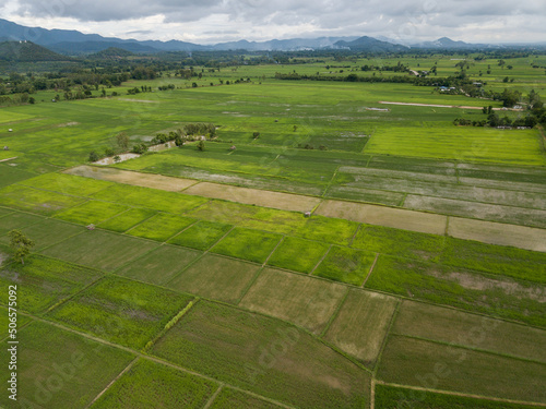 Aerial view of rice paddy field in Chiang Rai province of Thailand. Thailand has a strong tradition of rice production.