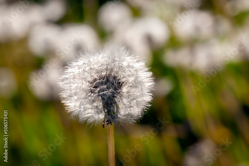 white beautiful dandelion flowers with seeds