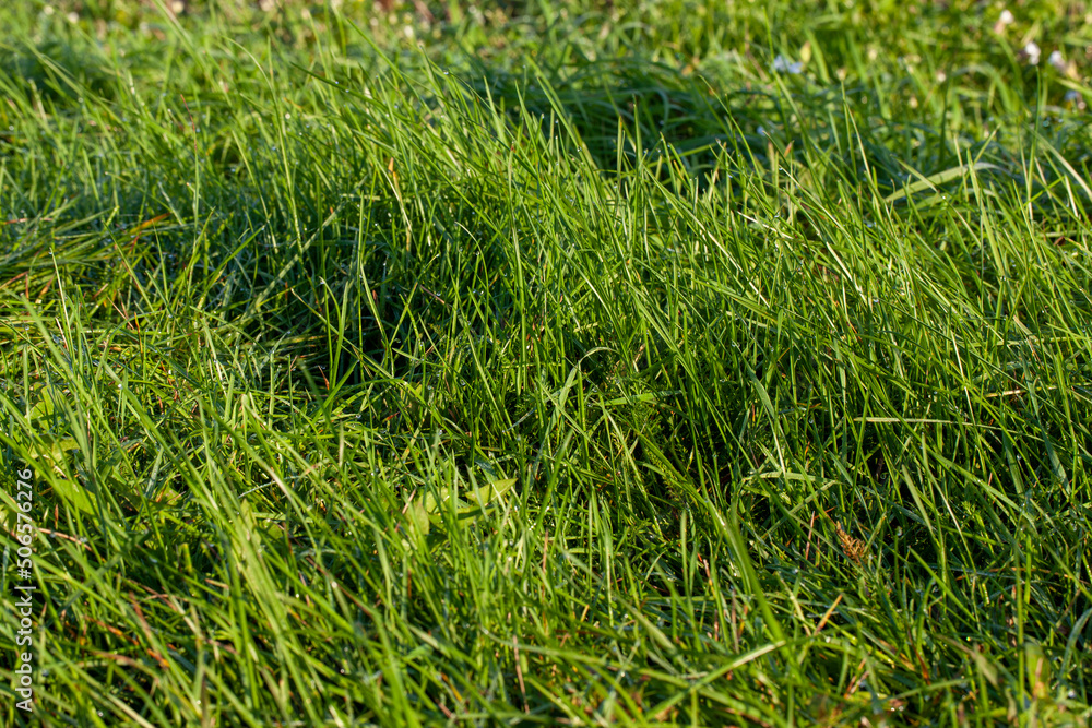 part of the field where green grass grows part of the field where green grass grows