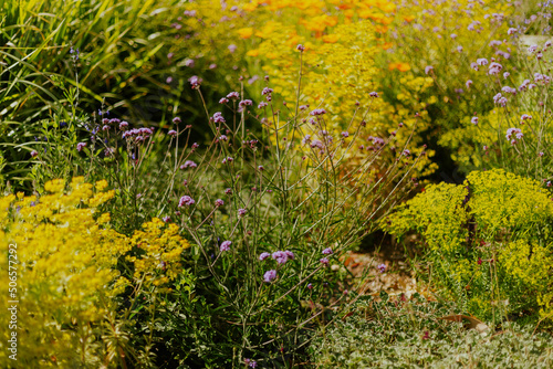 Purple flowers on a bush