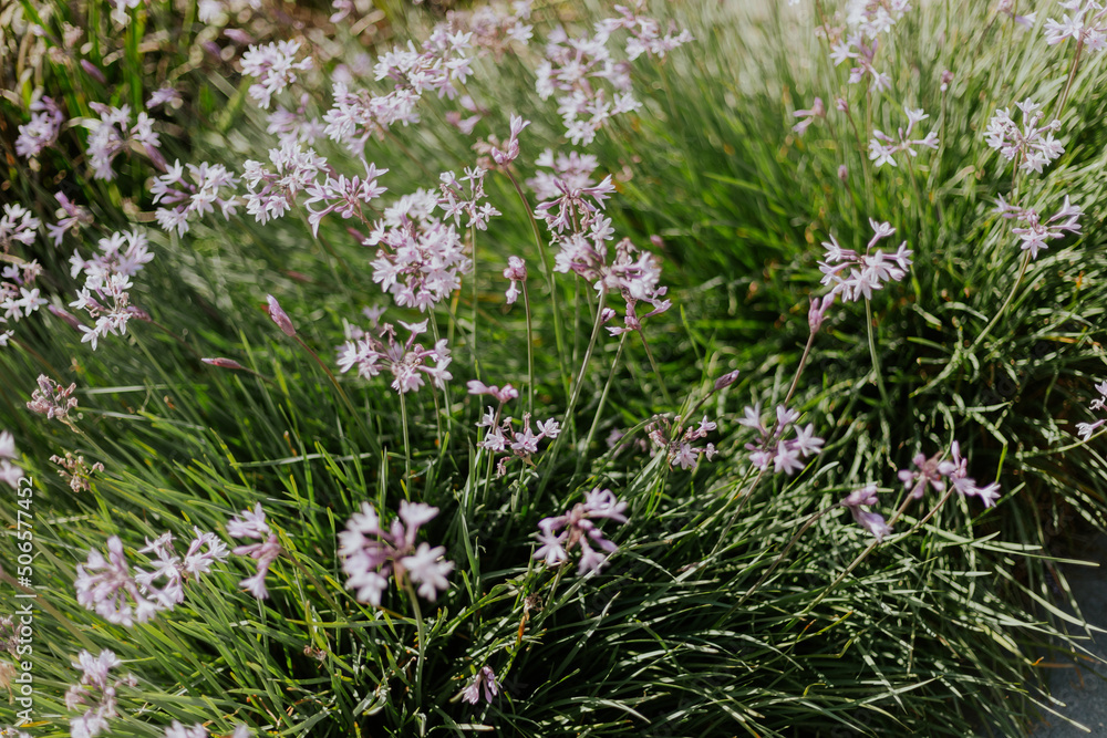 Fototapeta premium flowers in the meadow