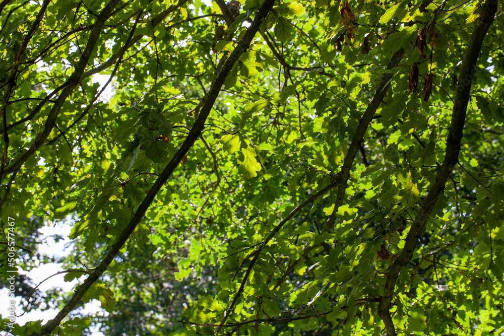 deciduous trees growing in the park in the summer deciduous trees growing in the park in the summer