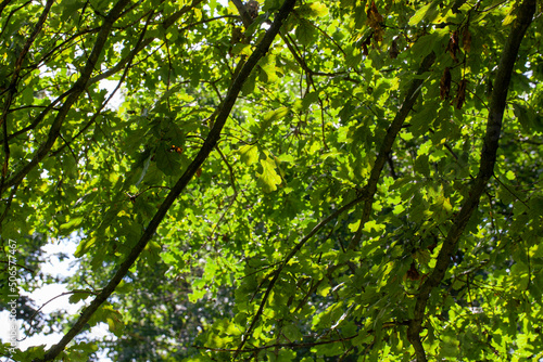 deciduous trees growing in the park in the summer