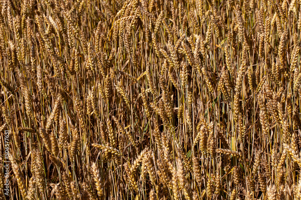 Fototapeta premium agricultural field where cereal wheat is grown