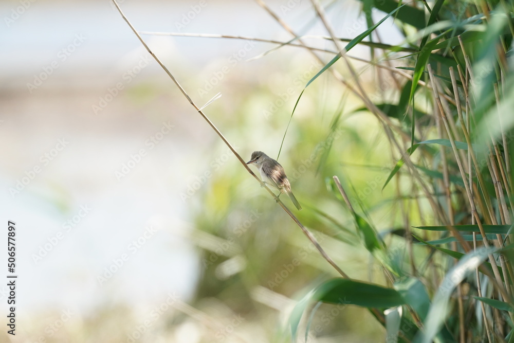 oriental reed warbler in a field oriental reed warbler in a field