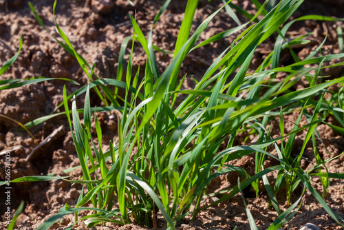 young wheat growing on the territory of an agricultural field