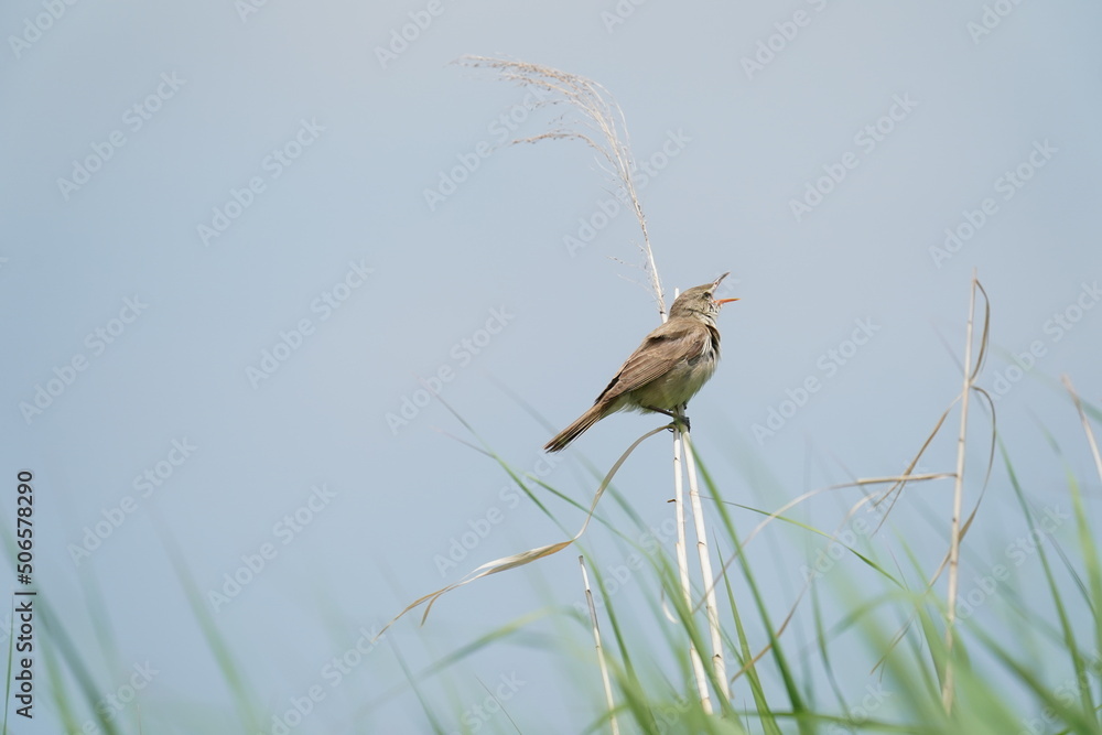 oriental reed warbler in a field oriental reed warbler in a field
