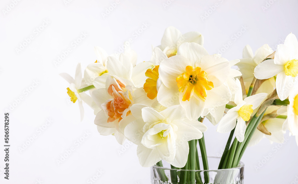 white daffodil on white background. Conceptual banner with narcissus with copy space