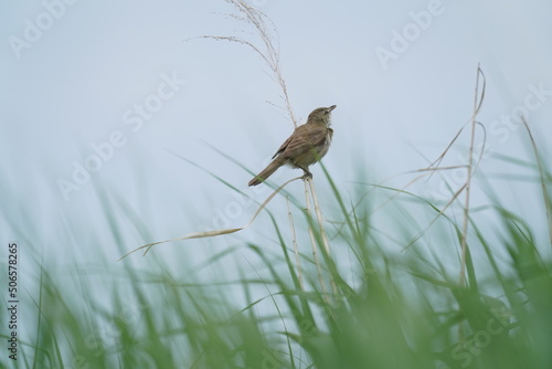 oriental reed warbler in a field