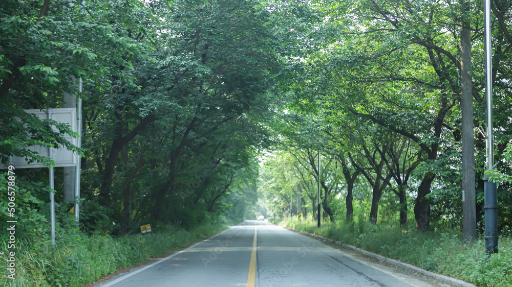 Fototapeta premium 담양 메타세콰이어 길