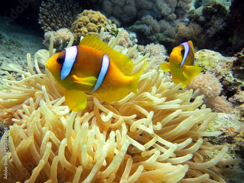 Clownfish of the red sea
