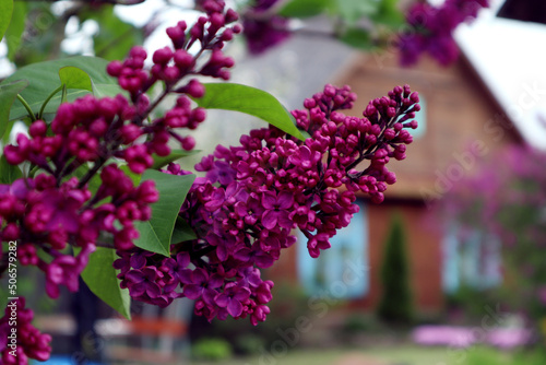 May - the time of admiring lilacs: lilac branches against the background of a village house, close-up, a place for dough