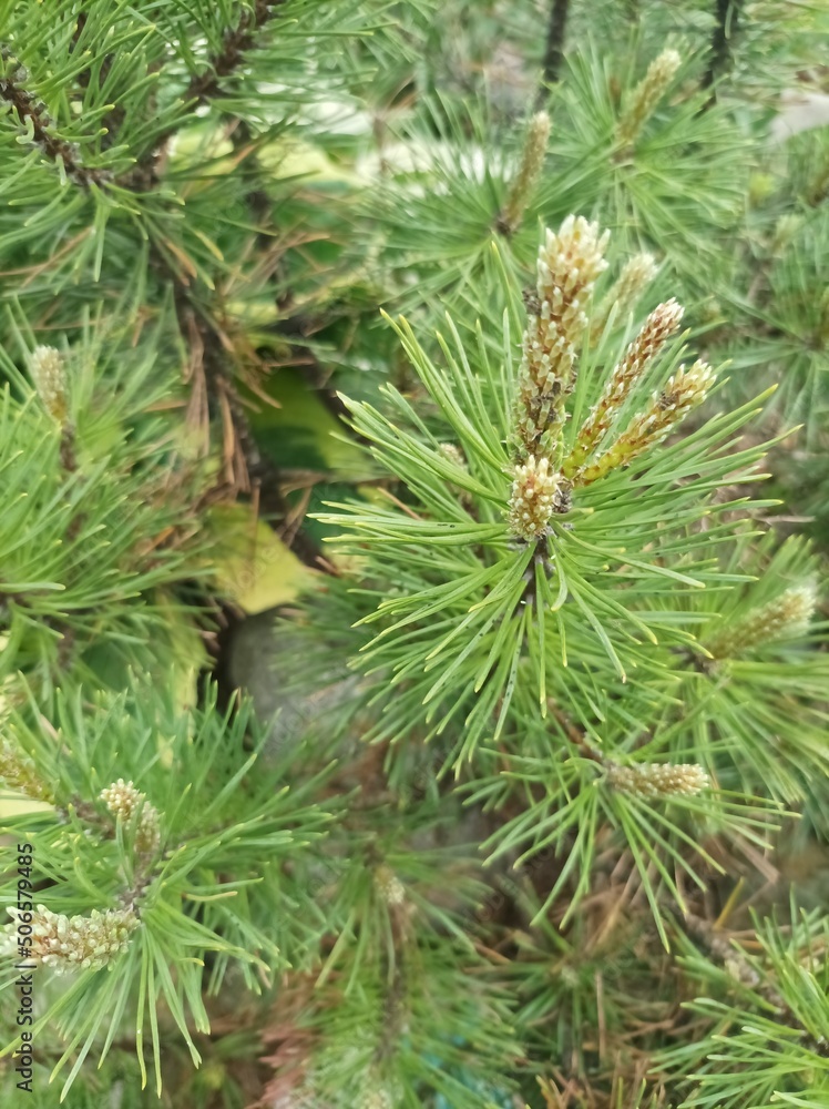pine tree branch