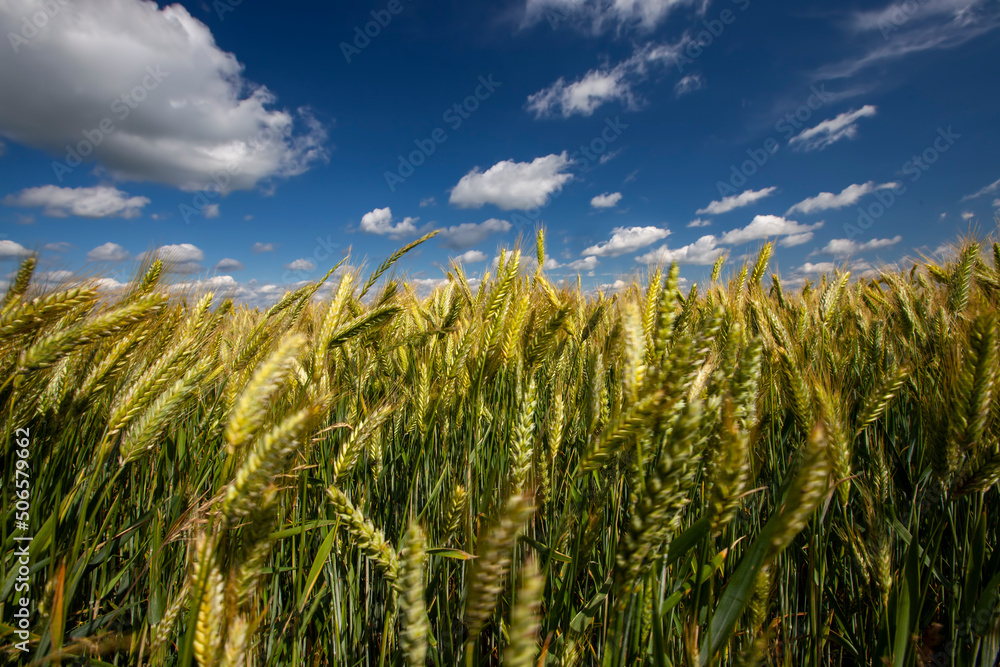Obraz premium an agricultural field where cereal wheat is grown