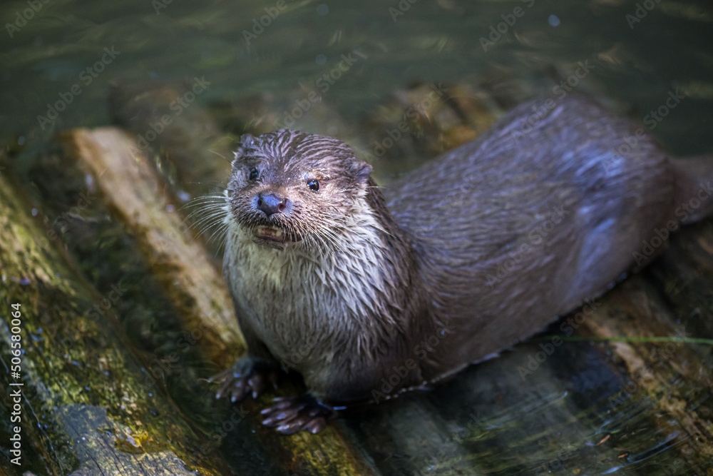 Otter (Lutrinae) on wooden bar in wildlife park Gersfeld Rhoen Germany