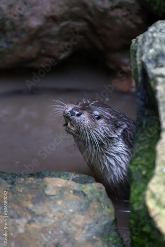 Otter (Lutrinae) in the water between rocks in wildlife park Gersfeld Rhoen Germany