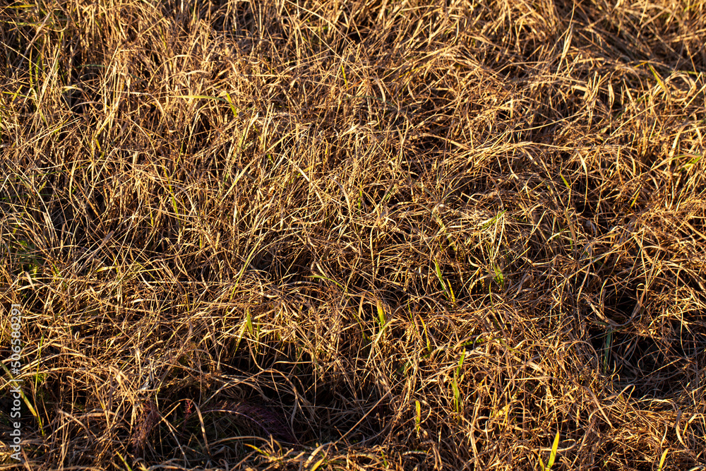Naklejka premium plants and grass turning yellow in the autumn season on an agricultural field