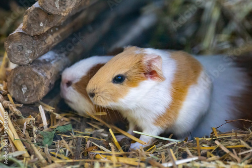 Cute adoable guinea pig (caviaporcellus) in wildlife park Gersfeld Rhoen Germany