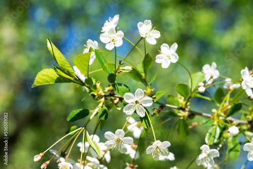 Blooming branches of a cherry tree closeup. A spring tree blooms with white petals in a garden or park