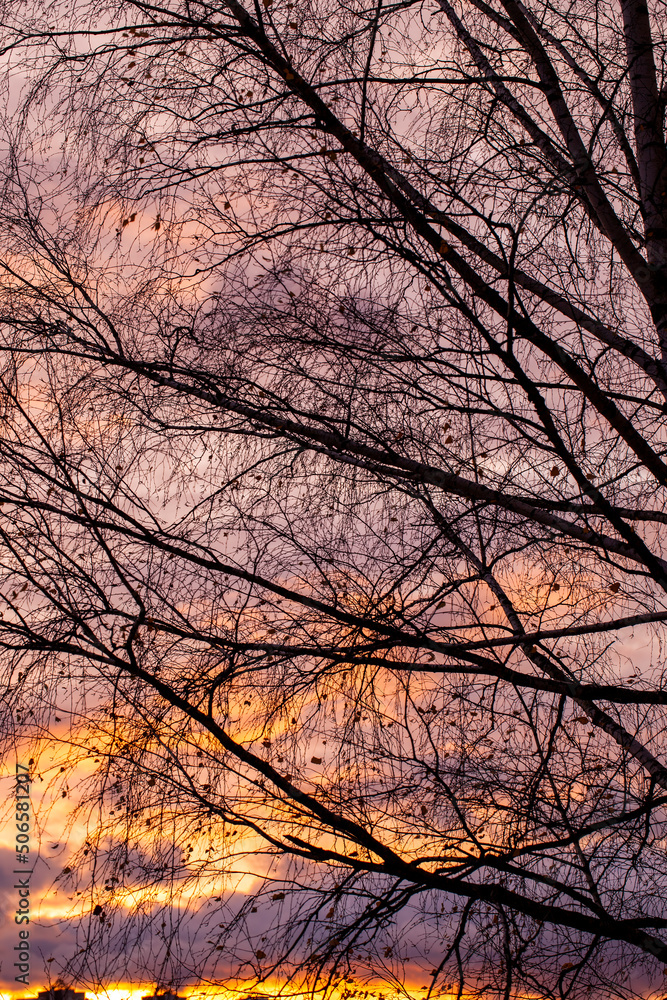 bare trees during sunset after leaf fall bare trees during sunset after leaf fall