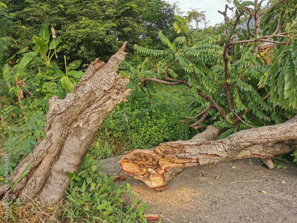 The gooseberry tree fell to the ground