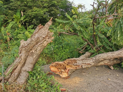 The gooseberry tree fell to the ground