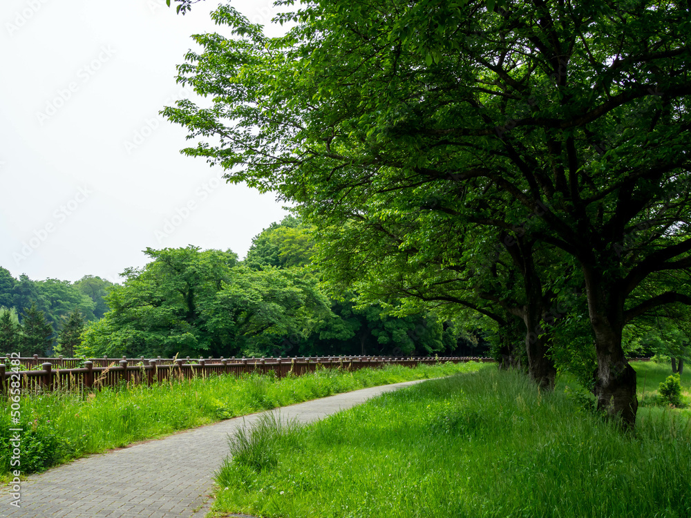 Obraz premium 新緑の見沼田んぼの桜並木