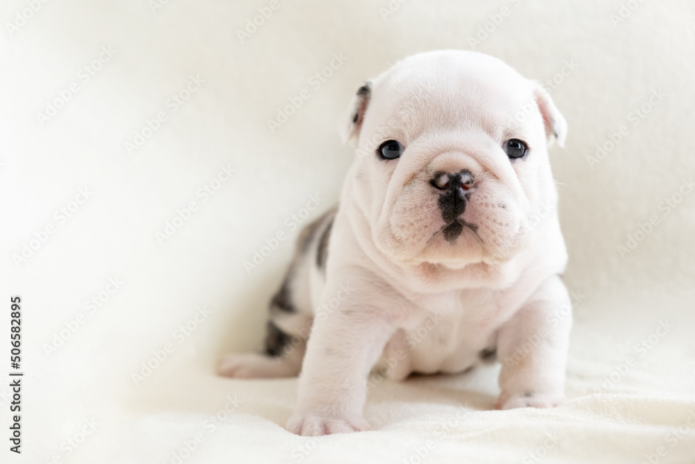 Small cute English bulldog puppy sits on a light background and looks at the camera. Pets concept, postcard Small cute English bulldog puppy sits on a light background and looks at the camera. Pets concept, postcard