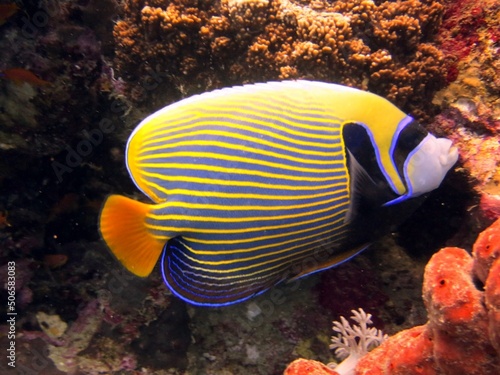 Emperor angel fish of the red sea