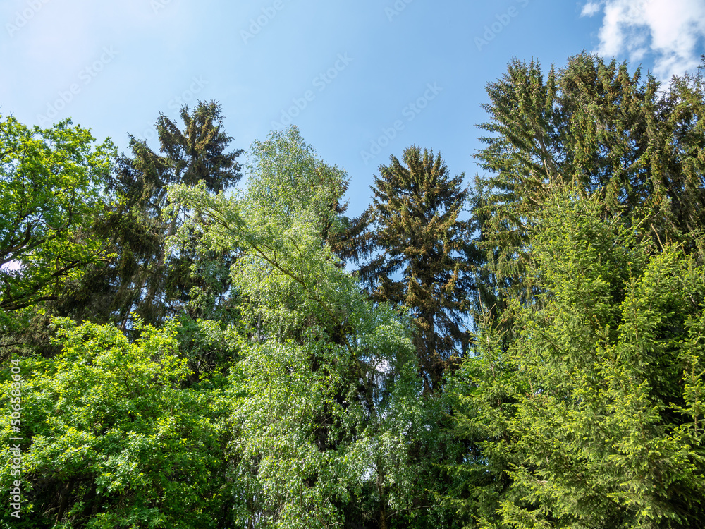 Mischwald mit blauen Hintergrund