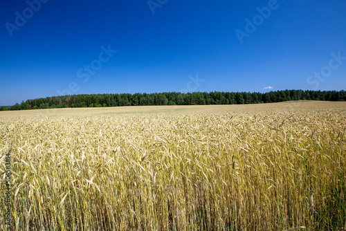 green cereal field with wheat in summer