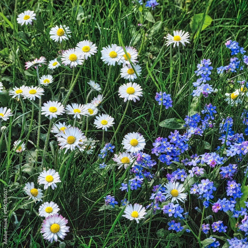 Fototapeta premium Blühende Gänseblümchen und Vergissmeinnicht auf einer Wiese