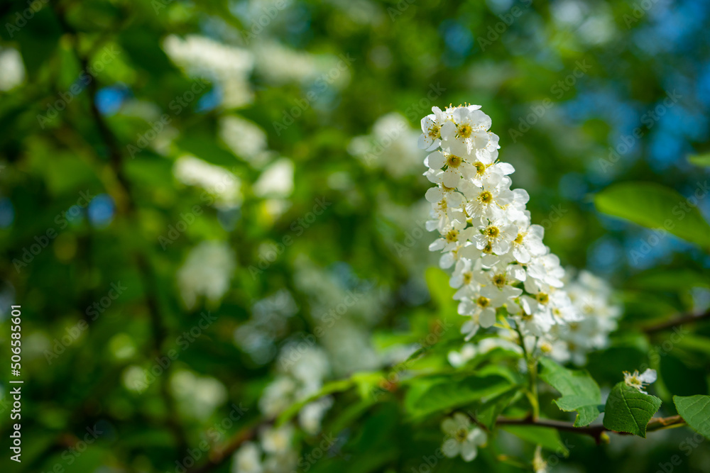 Branch of flowering bird cherry in white flowers on a spring sunny day. Branch of flowering bird cherry in white flowers on a spring sunny day.