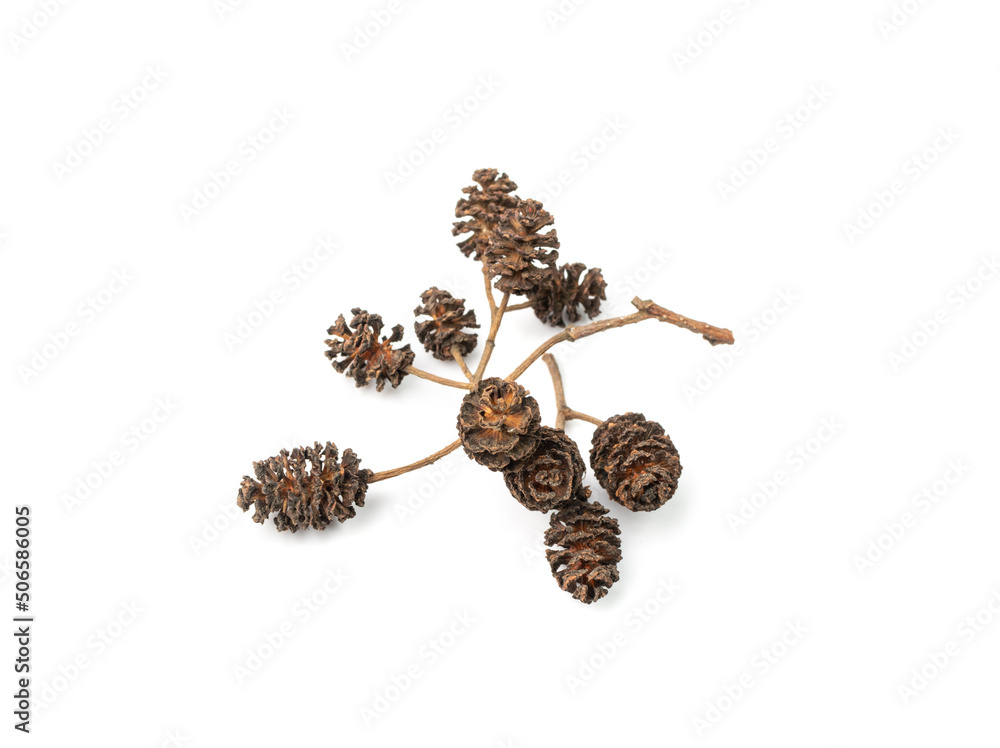 Alder Cones Isolated Alder Cones Isolated