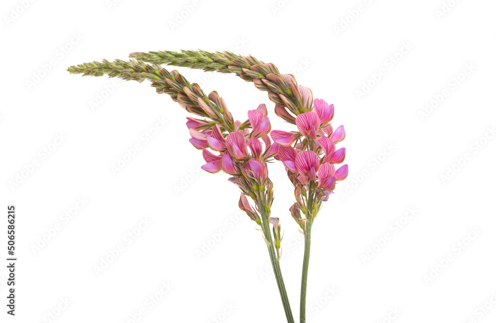 Fototapeta premium meadow bean flowers isolated